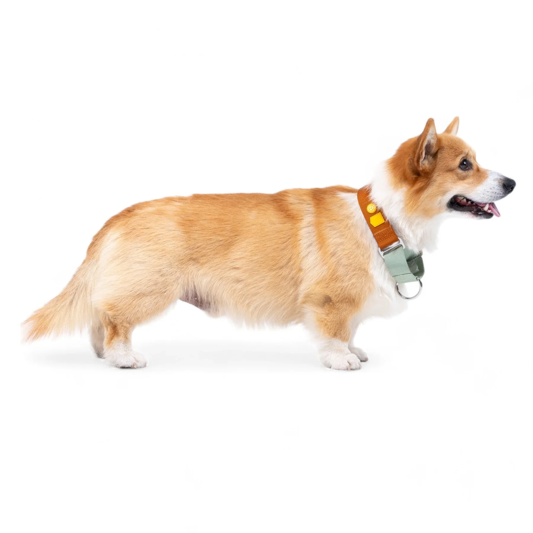 woolly_wolf_colorblock_collar_terracotta_mix_02