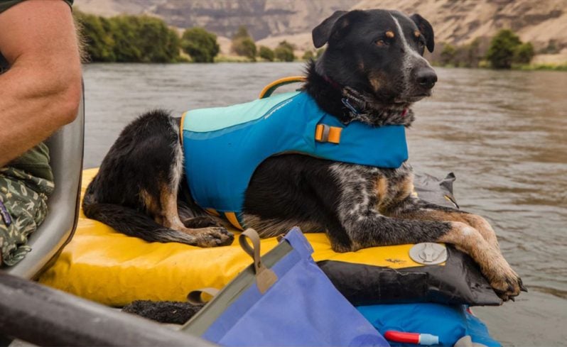 Ruffwear Koiran pelastusliivi - Erädivari - Image 4